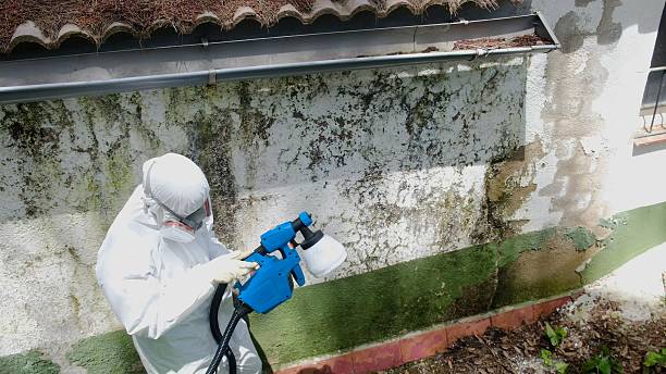 Trusted Attic Mold Removal service in Gilbert, AZ - Cheap Mold Removal